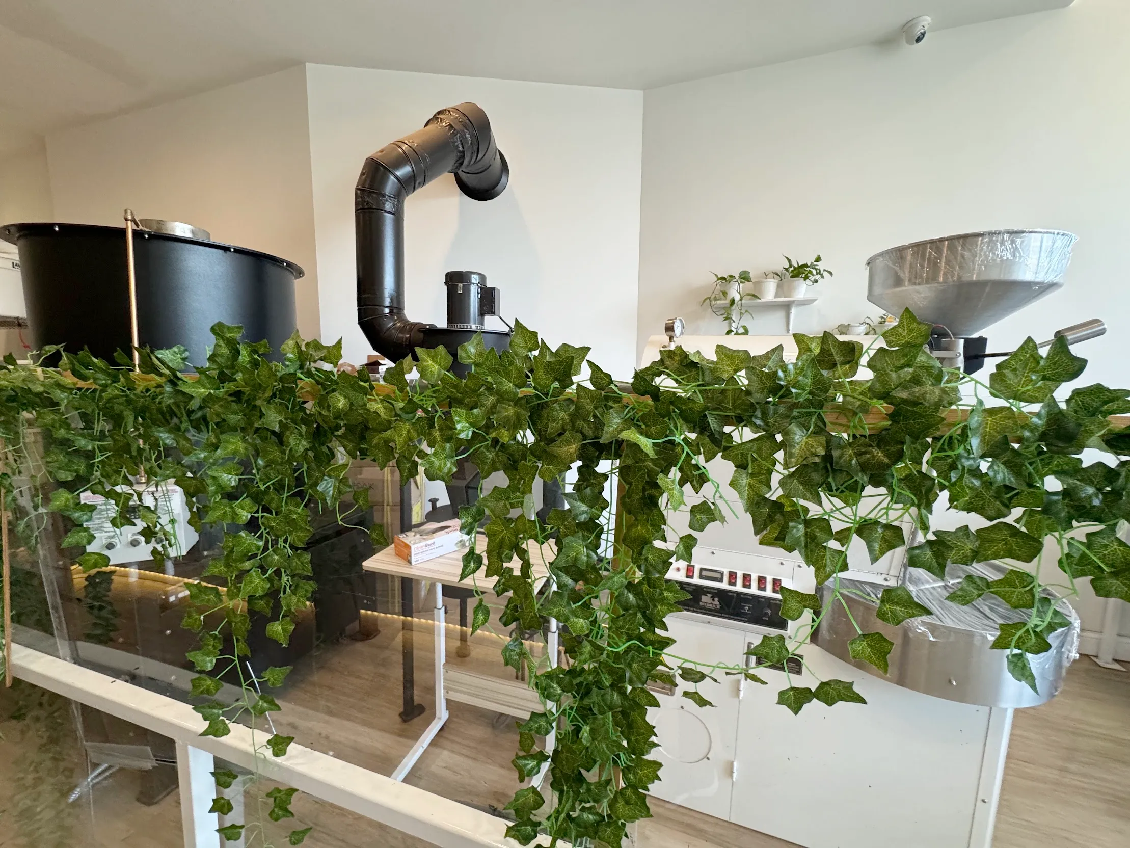 Side view of the coffee roaster behind thin plexiglass standees, adorned with fake vine plants