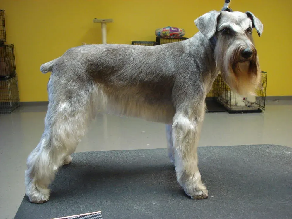A grey and white Schnauzer standing on a groom table. It has a very good, clean pet groom.